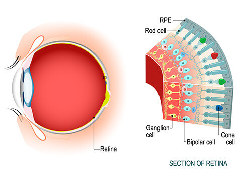 Retina diagram