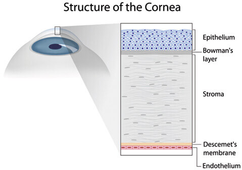 Structure of the cornea diagram